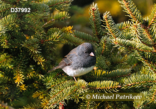 Dark-eyed Junco (Junco hyemalis)